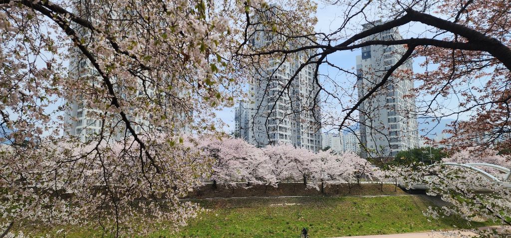 벚꽃 만개 단지 전경