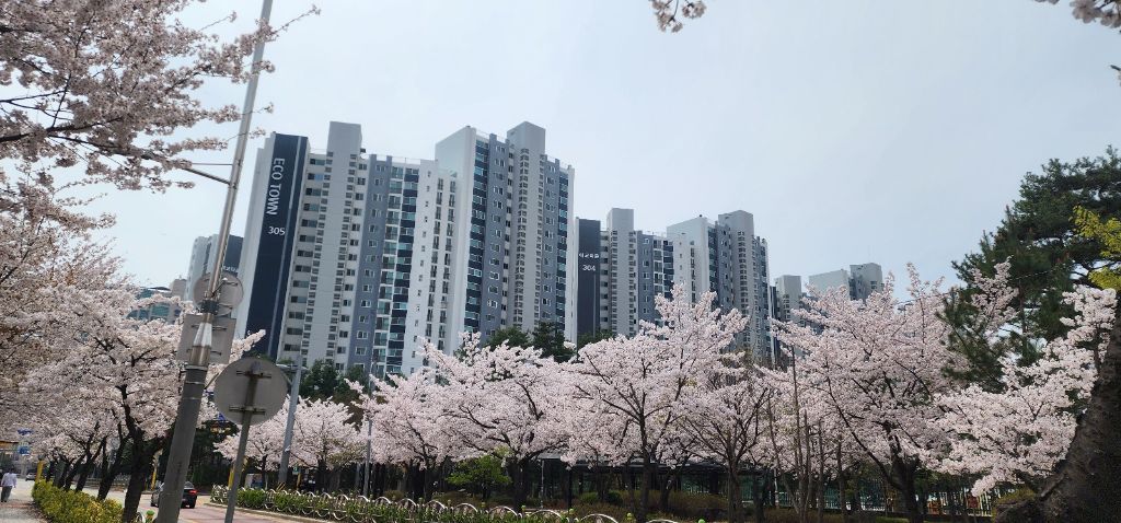 에코타운 305동 벚꽃길